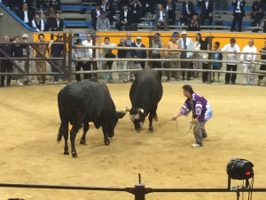 shikokuB_uwajima_012